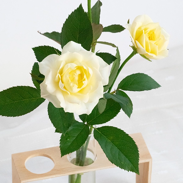 品種名COMING SOON